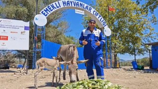 Hayata tutunan eşek, 8 ay sonra doğum yaptı