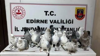 Hayvan kaçakçıları jandarmaya yakalandı