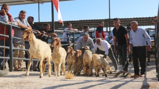 Hayvanlarını Kaybeden 73 Besiciye 1420 Küçükbaş Hayvan Verildi
