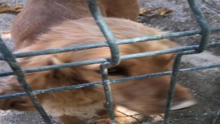 Hayvanseverler köpek döven şahsın tutuklanmasını istiyor