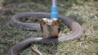 Hintli kadın, erkek arkadaşını zehirli kobra ile öldürdü