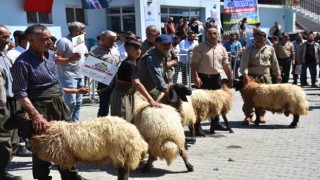 Huzur ortamının sağlandığı Kato Dağında Hayvan Kırkma Festivali yapıldı