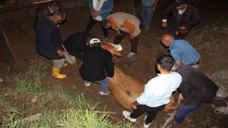 Iğdırda 200 metrelik uçurumdan vadiye düşen inek kurtarıldı