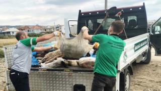 İnegöl Belediyesi 300 ton kurban atığı topladı