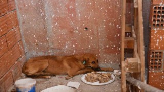 İnşaatta mahsur kalan köpeği belediye ekipleri kurtardı