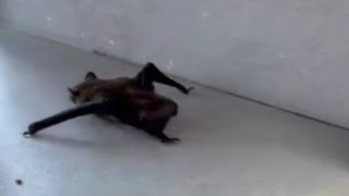İstanbulda evlere giren yarasalar paniğe neden oldu