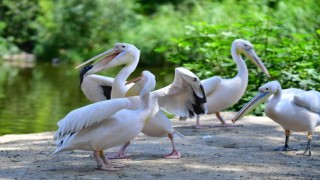 İzmir Doğal Yaşam Parkının göçmen kuşları