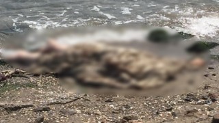 İzmirde deniz kenarında erkek cesedi bulundu