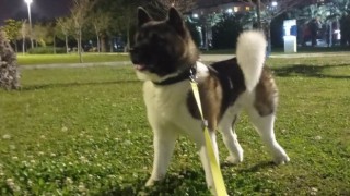 İzmirde vahşet: Köpeği tekmeleyerek öldürdü