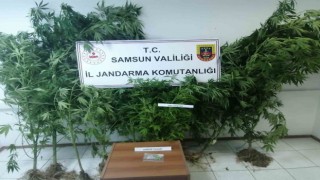 Jandarma kümes bahçesinde ekili 20 kök kenevir ele geçirdi