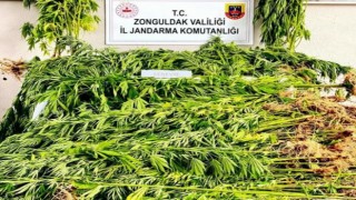 Jandarmadan uyuşturucu operasyonu; 1 tutuklu