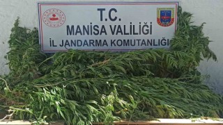 Jandarmadan yasadışı kenevir ekimine operasyon