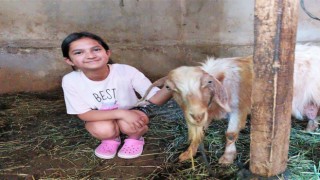 Kaçan kurbanlık keçi, 5 gün sonra boş bir evde bulundu