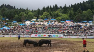 Kafkasör Festivalinin 3. gününde 32 boğa güreşti