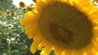 Kahramankazan ovasında ayçiçeği tarlaları sarının her tonuyla güneşi kıskandırıyor