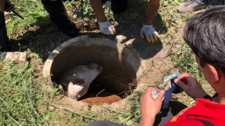 Kanalizasyon kuyusuna düşen inek itfaiye ekiplerince kurtarıldı