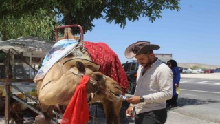 Kapadokyada sıcaktan bunalan develer dondurma ile serinliyor