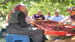 Karaman Ziraat Odası Başkanı Bayram: Tüccar şu an 28-32 kalibre boyundaki kiraza 15 lira fiyat veriyor