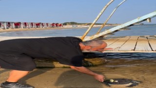 Karaya vuran caretta caretta tekrar denize salındı