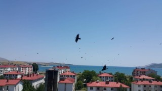 Kargalar Tatvanı adeta istila etti