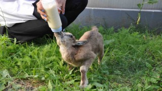 Karsta yavru yaban keçisi biberonla besleniyor