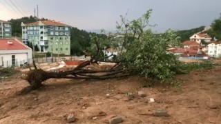 Kastamonuda şiddetli rüzgar ağacı kökünden söktü