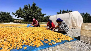 Kayısıda hasat dönemi