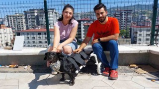 Kazada felç olan köpeği yürüteçle yürüttüler