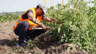 Keçiören Belediyesinin bostanlarında hasat başladı