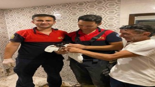 Kediyi görüntüleme cihazıyla tespit ettiler