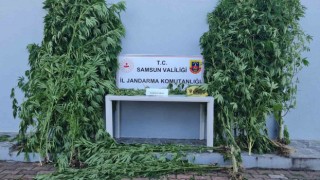 Kenevir baskını: 39 kök kenevir ele geçirildi