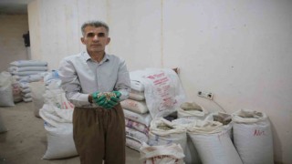 Kenger bitkisinden kentin ekonomisine 2 milyon dolar katkı