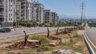 Kepez kocaman bir zeytin bahçesi oluyor