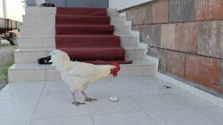 Kesme şekerci horoz görenleri şaşırtıyor