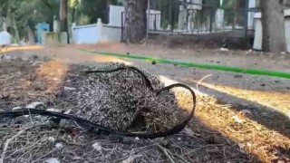 Kirpiyi iple mezarlığa bağladılar