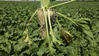 Konya Şekerden üreticilere 182 milyon avans ödemesi