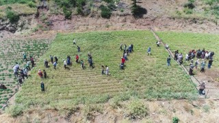 Konyaaltında kekik ve adaçayı hasatı başladı