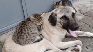 Köpek ve kedinin dostluğu görenleri şaşırtıyor