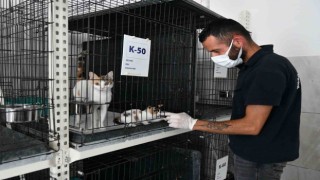 Kavurucu sıcaklarda sokak hayvanları da unutulmadı