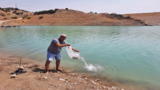 Korkuteli göletlerine 83 bin adet sazan yavrusu bırakıldı