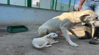 Koruma altındaki Sivrihisar akbaşlarının üreme dönemi başladı