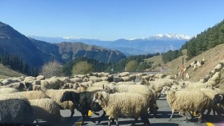 Koyun sürüsü karayolunu trafiğe kapattı