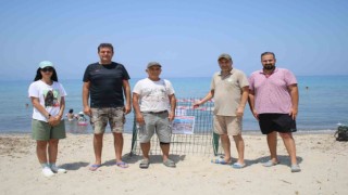 Kuşadasının tertemiz plajları caretta caretta yuvalarına ev sahipliği yapıyor