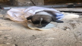 Kuyuya düşen yavru köpeği itfaiye ekipleri kurtardı