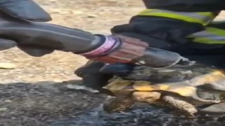 Mahsur kalan kaplumbağaları itfaiye kurtardı