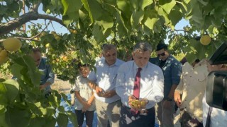 Malatya'da kayısıdan 100 bin ton ihracat bekleniyor