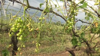 Manisayı dolu vurdu, tarım arazileri zarar gördü