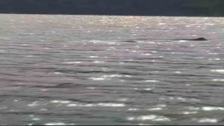 Marmariste görülen Kaşalot cinsi balina bu kez Rodos açıklarında ortaya çıktı