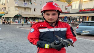 Marmariste kanala düşen yaralı güvercini itfaiye ekipleri kurtardı