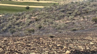 Mazıdağında yangın nedeniyle 200 dönümlük ormanlık alan zarar gördü